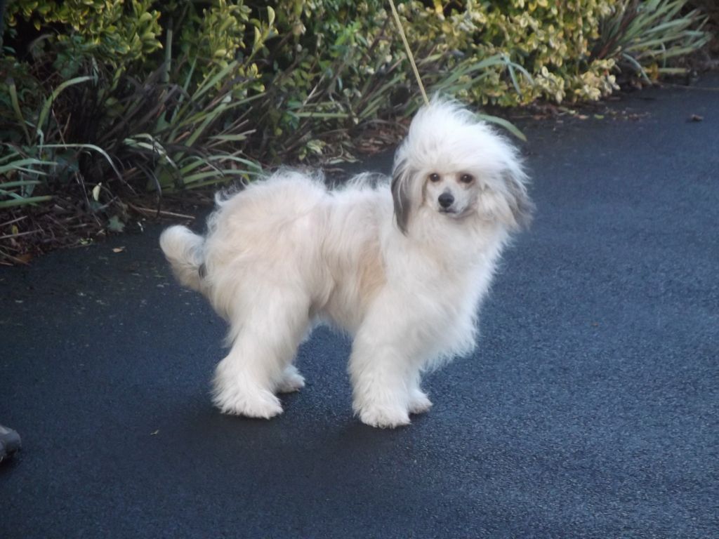 Kelsions Sweet Dreams at Mistancharl 