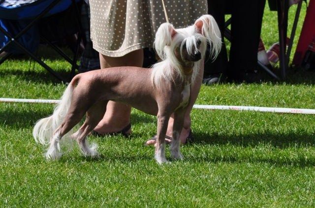 Lundens Crest Aurora