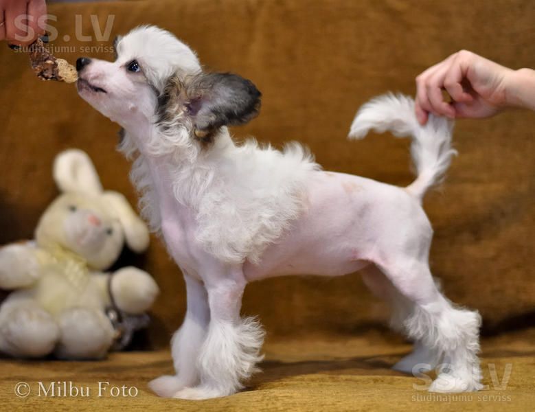 Fantazy Night Edzhina 