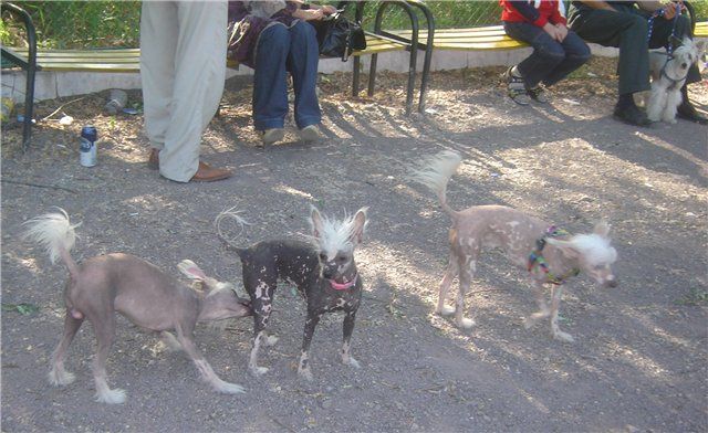 Yutta Krasavitsa Vostoka