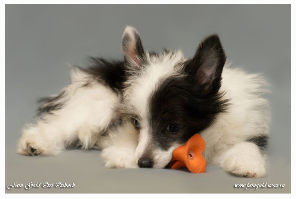 Fain Gold Ozi Ozborh          