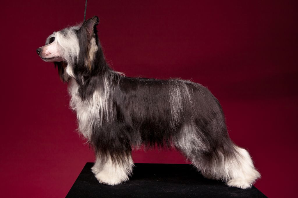 Oks Company  Harry Poter