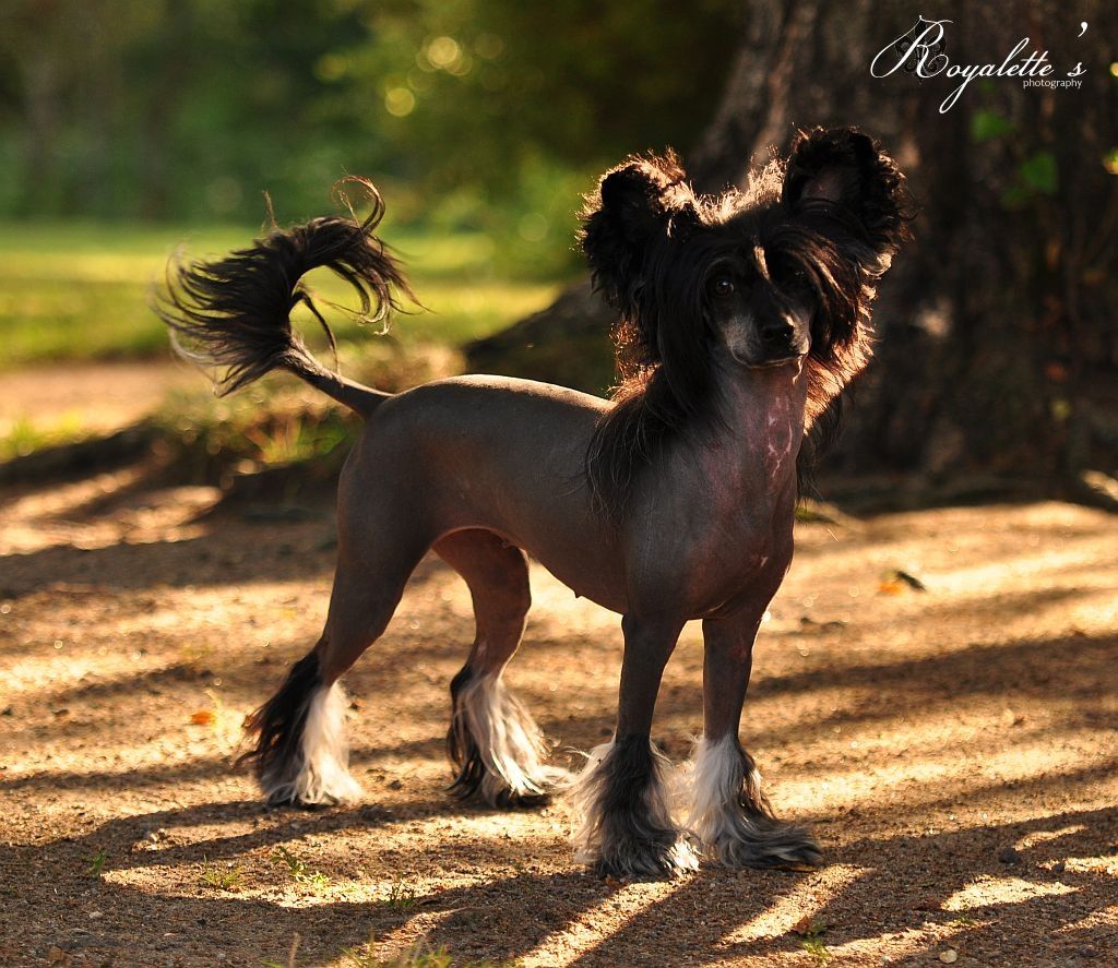 Royalette's As Good As It Gets