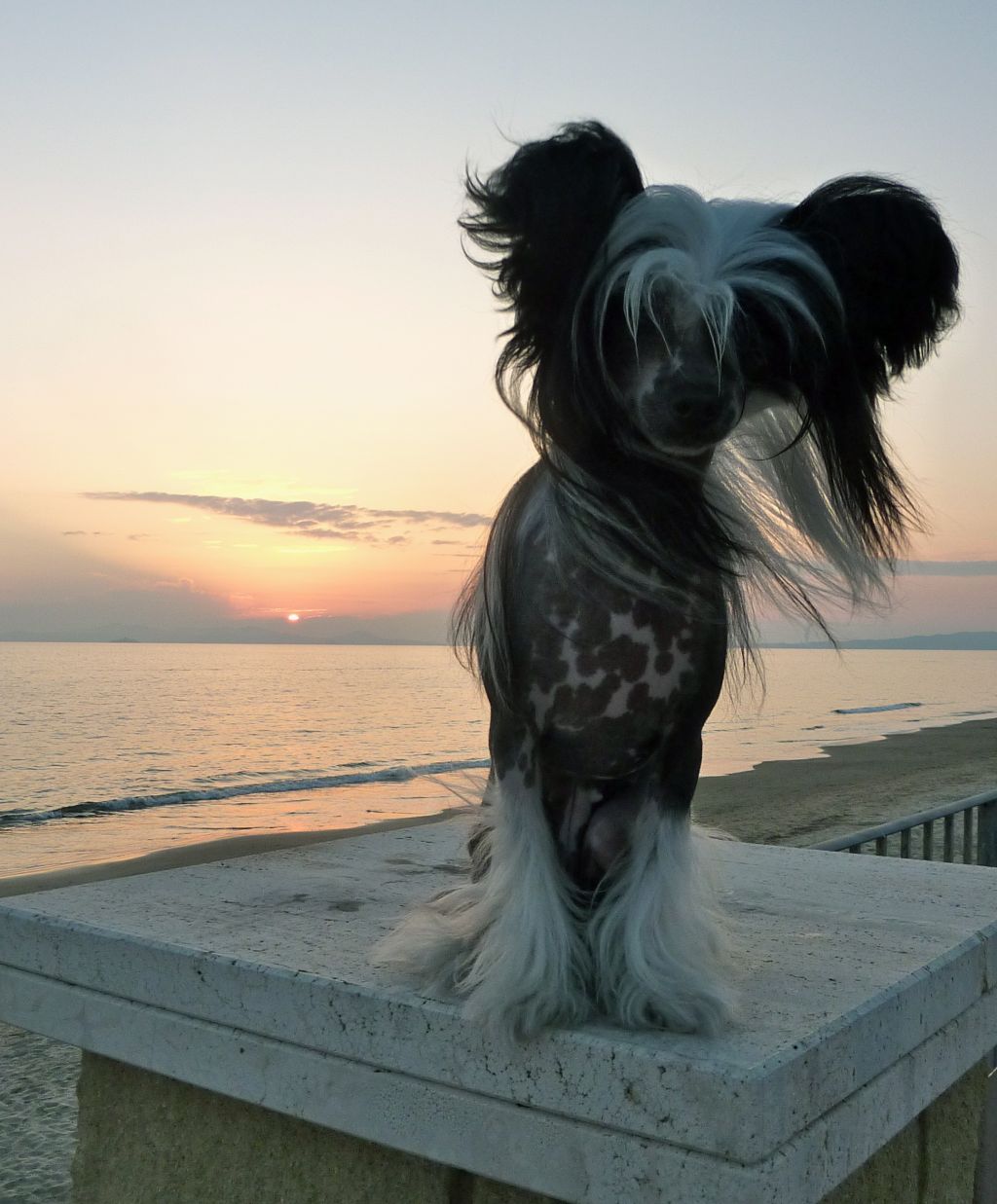 Sunny Lion Thea-Maya 