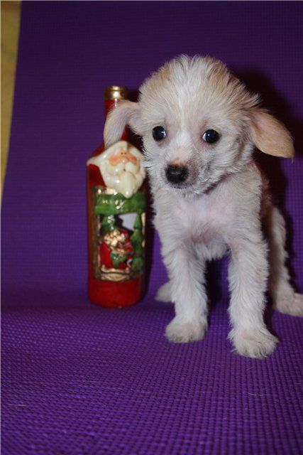 Madonna Luiza Veronika Chikkone 