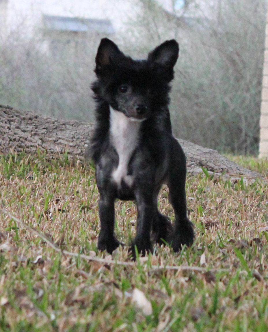 Maju Rumor Has It At Taracrest