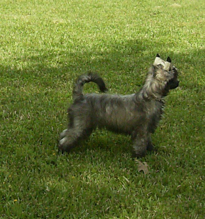 Maju's Smooth Talkin' Dude