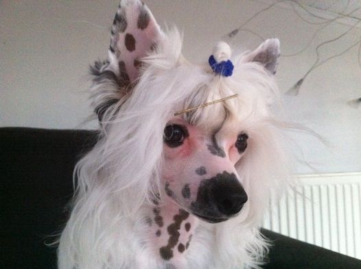 J' imagineTop Model De Rama