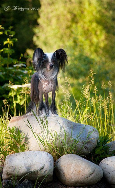 Legion Of Dream Aravia