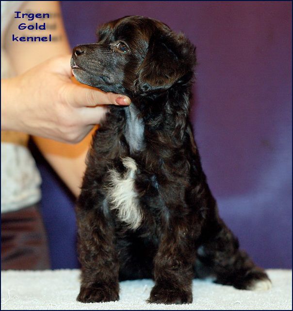 Irgen Gold Flash Black