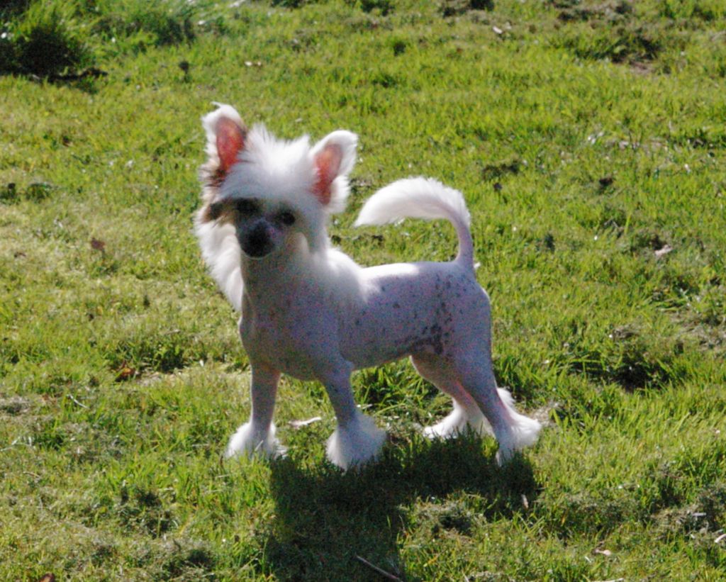 Oriental Jokes Francesca