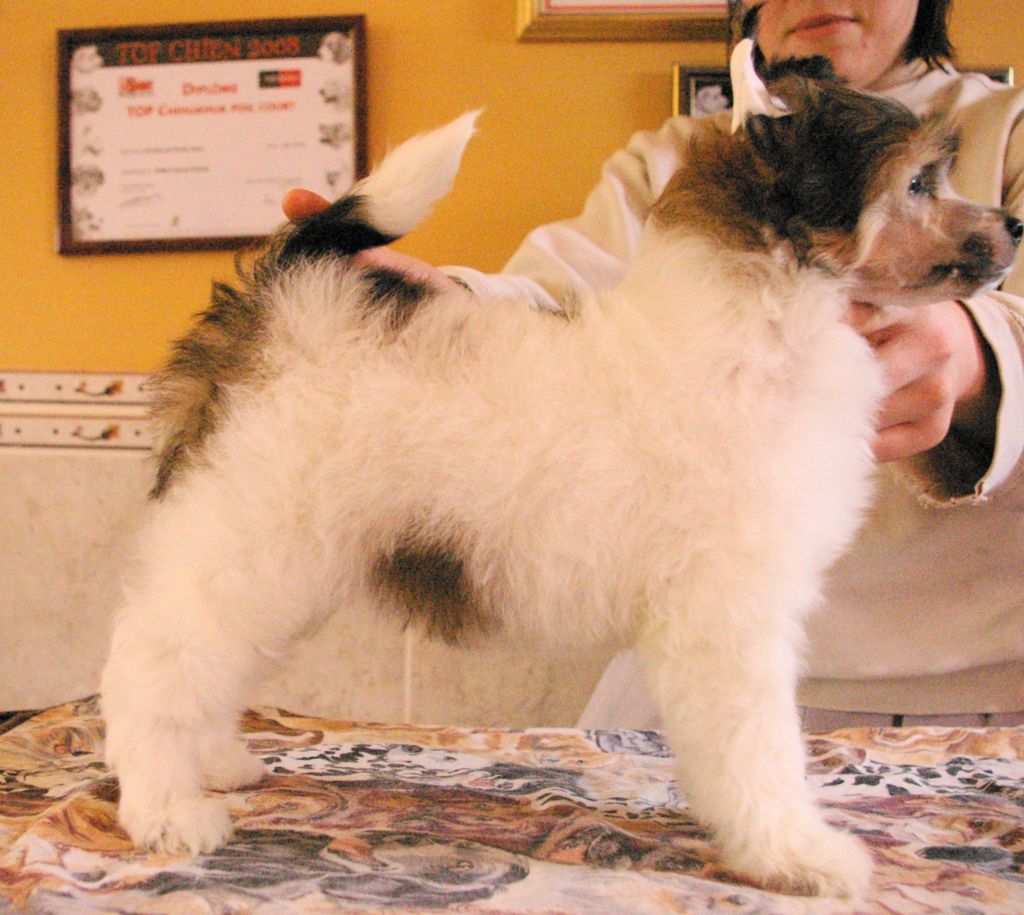 Oriental Jokes Flavio