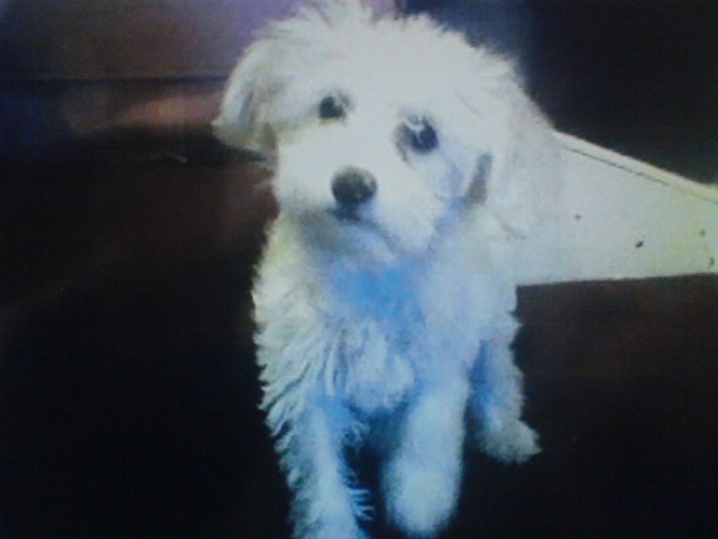 Wings Of A Dove by sigyns