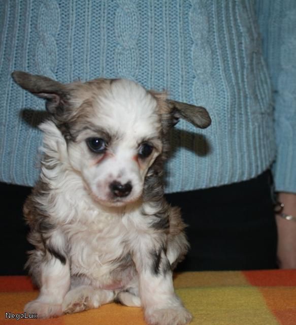 Kado Kitaiski Potcelui NegaLux