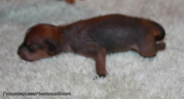 Kado Kitaiski Potcelui Narcissa