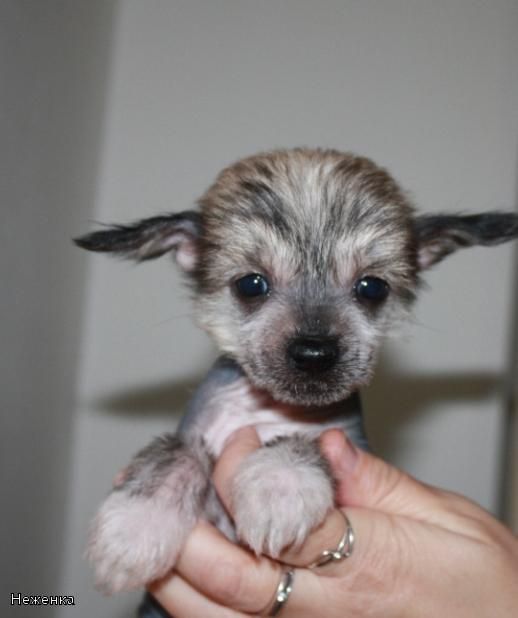 Kado Kitaiski Potcelui Negenka