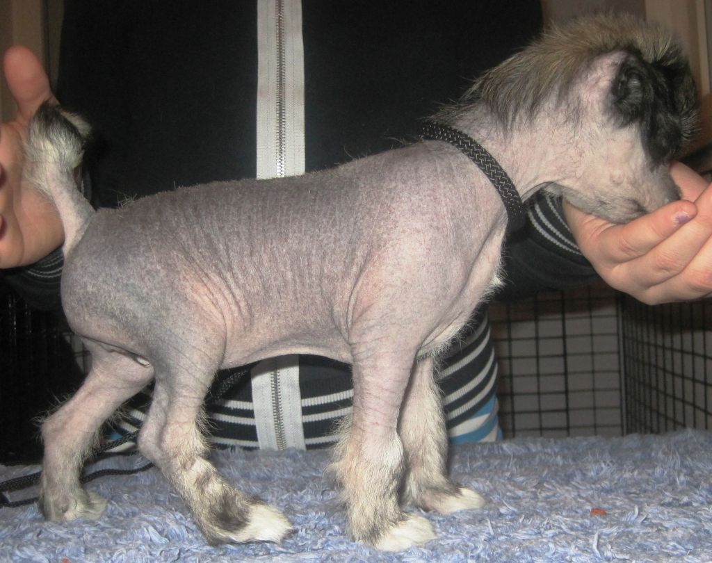 Lady's Trick Krystal