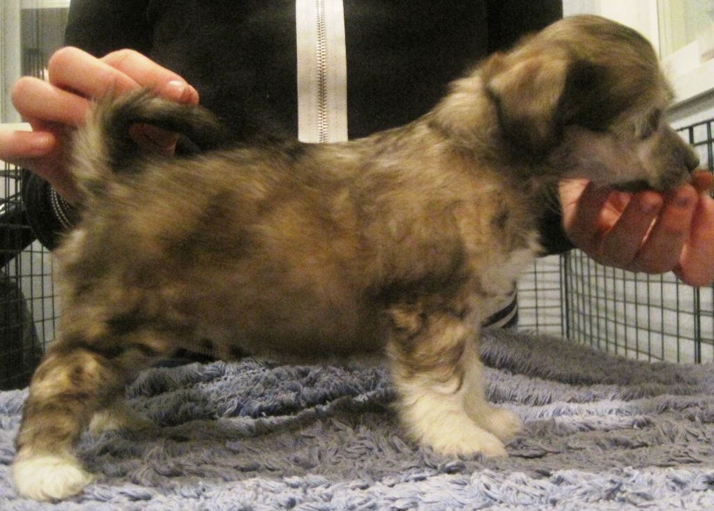 Lady's Trick Kiara Beauty