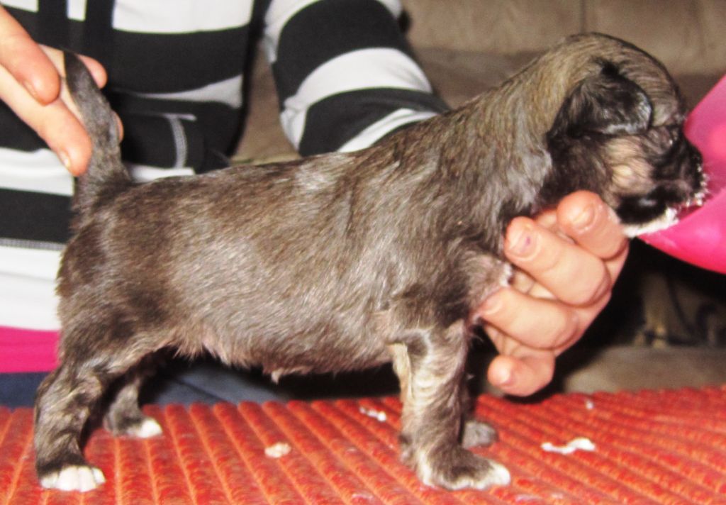 Lady's Trick Love Story