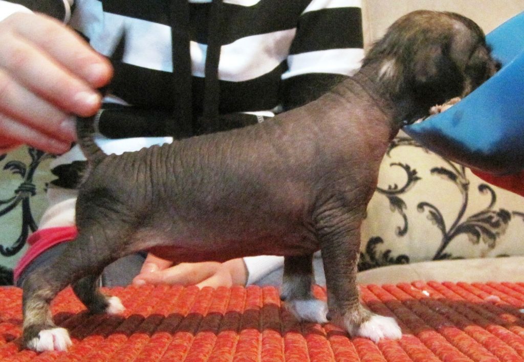 Lady's Trick Lovergirl