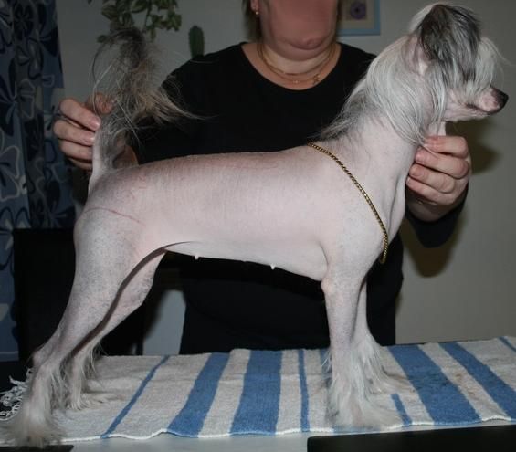 Lady's Trick Ladylike