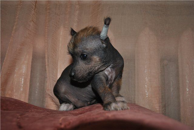 Grand Sunlife Donald