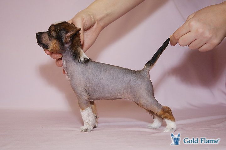 Zholesk Liberian Girl