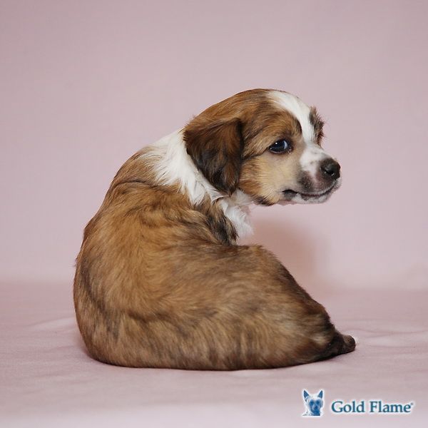 Zholesk Little Big Adventure