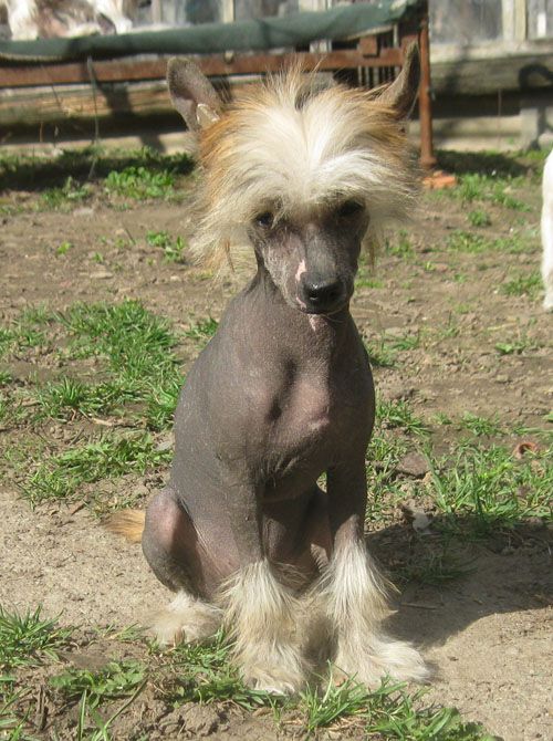 Angel O' Check Zolotaya Hrizantema.