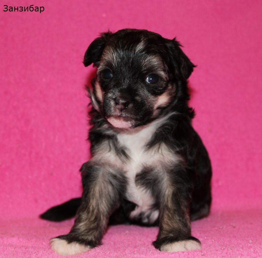 Angel O' Check Zanzibar.