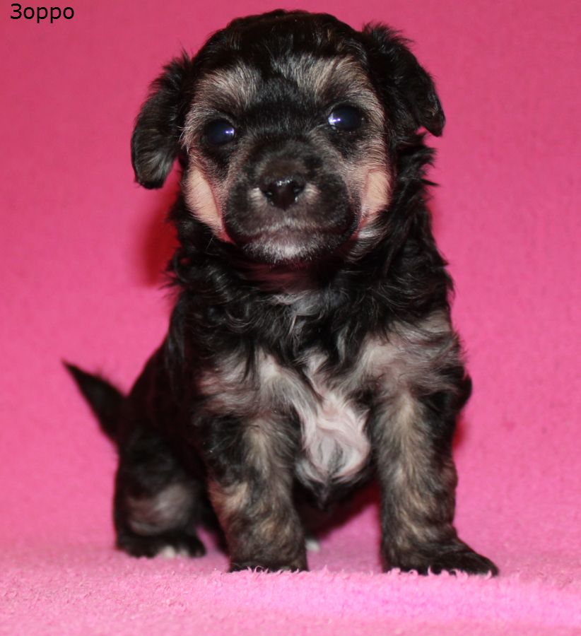 Angel O' Check Zorro.