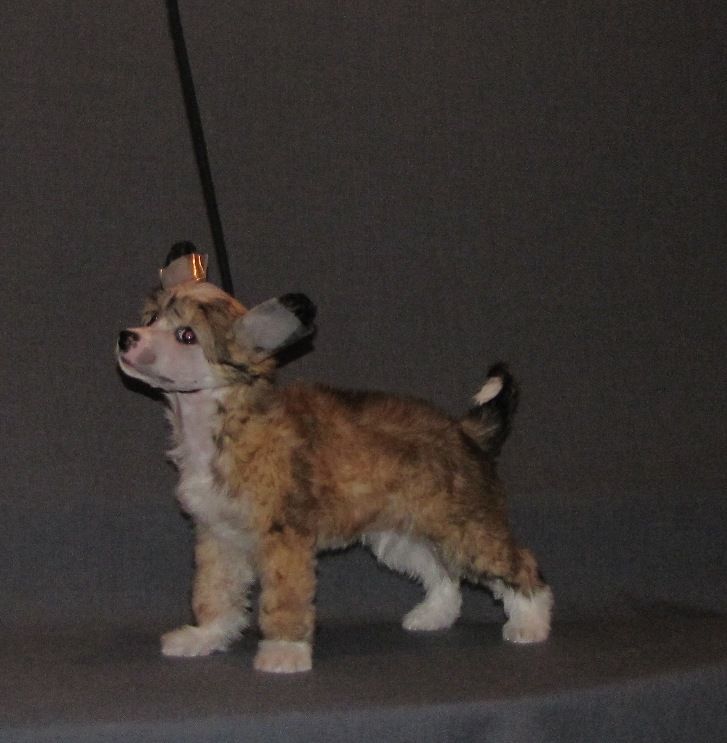 Naleks Art Monterrey