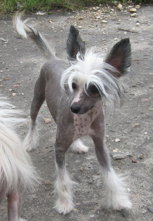 Angel O' Check Egipetskaya Noch.