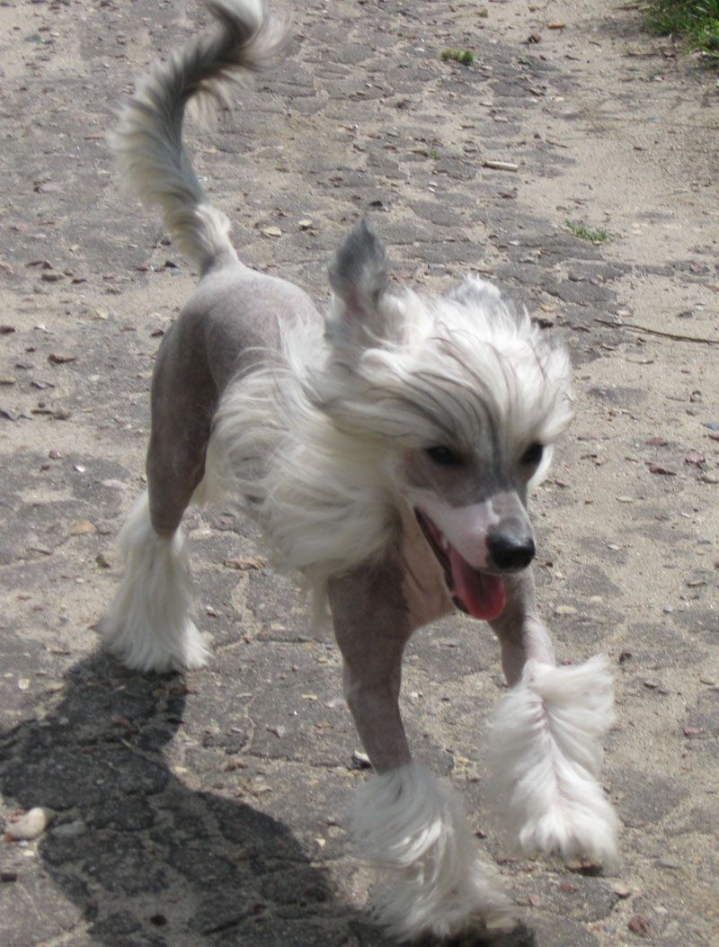 Angel O' Check Evropeiski Style.