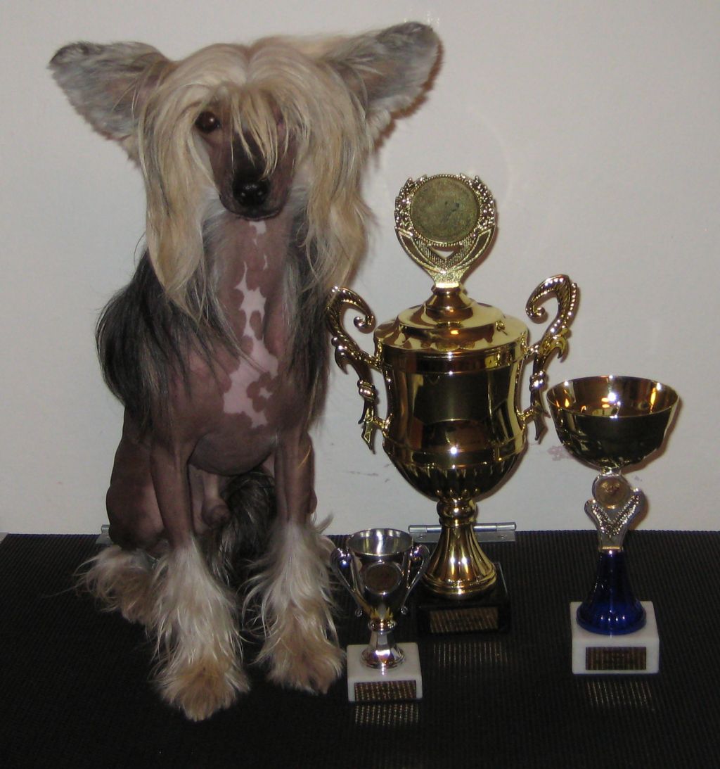 Bardex Diamond of the Night