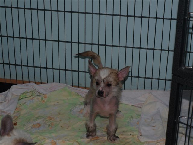 Thunder and Lightnings Gary Grant