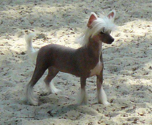 Joy Top Model De Rama