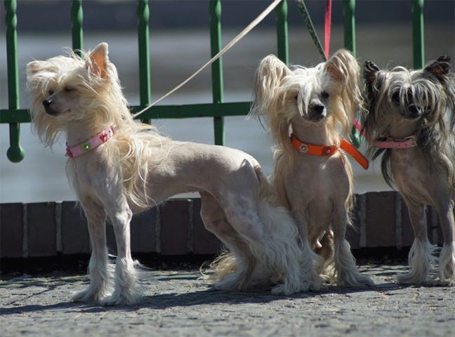 Cudowna Bogini Innowacja