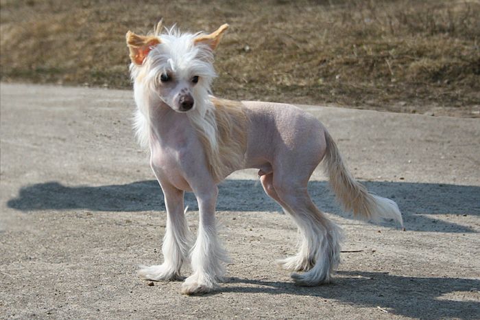 Status Imperial A...