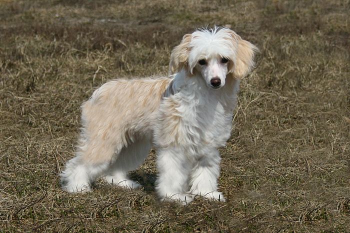 Status Imperial A...