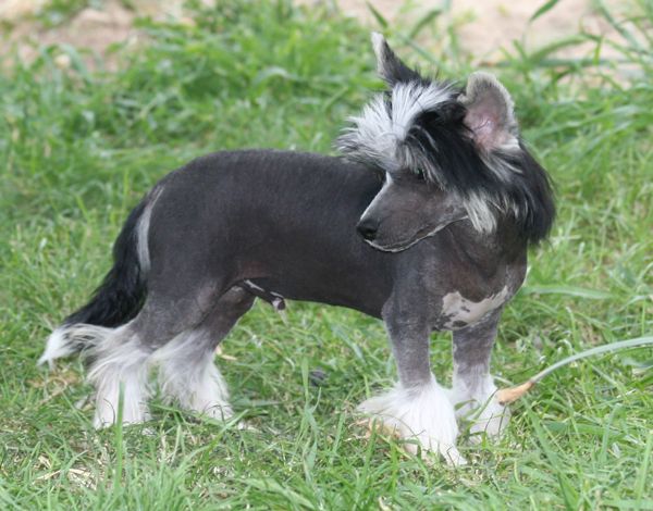 Romantic Fairy Tale Gipsy