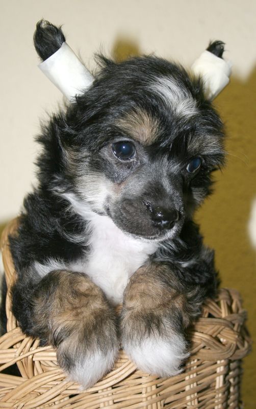 Romantic Fairy Tale Goddess