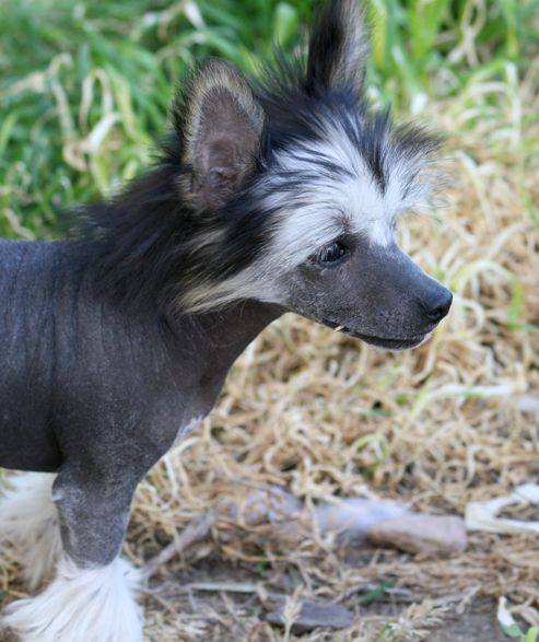 Romantic Fairy Tale Galaxie