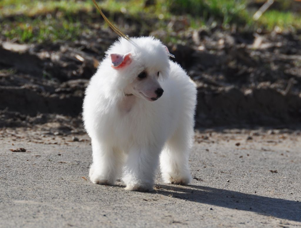 Jackie Little Champs