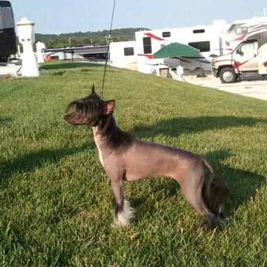 Shadow Hill Black Dahlia