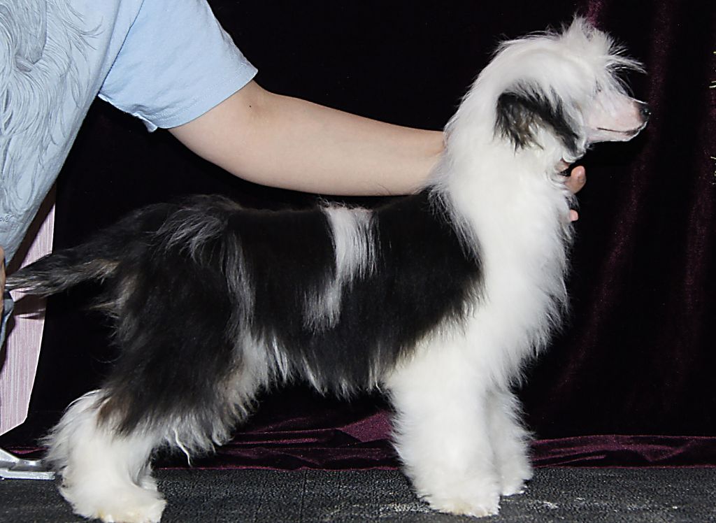 Garri iz Diamond Sity