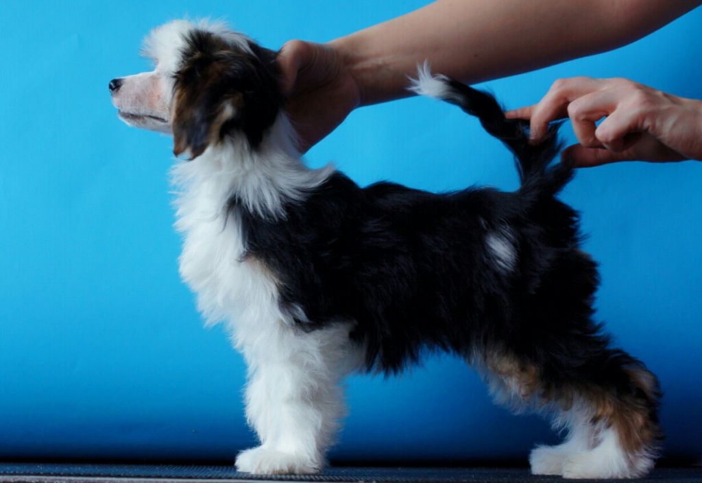 Sea Swallow iz Diamond Sity