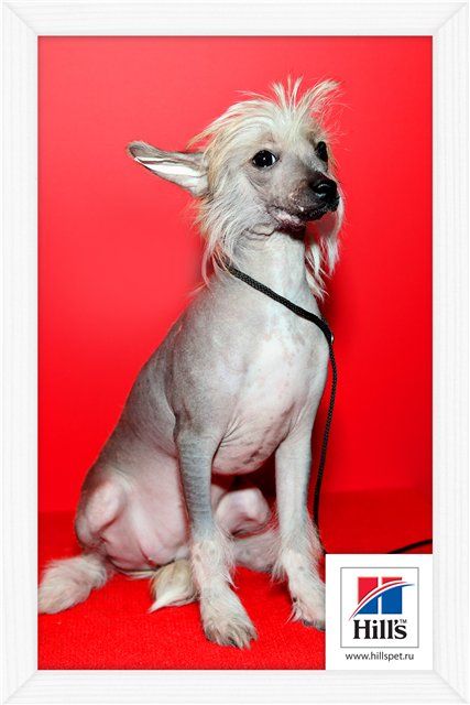 Ksolo Club Roksana the Butiful Star