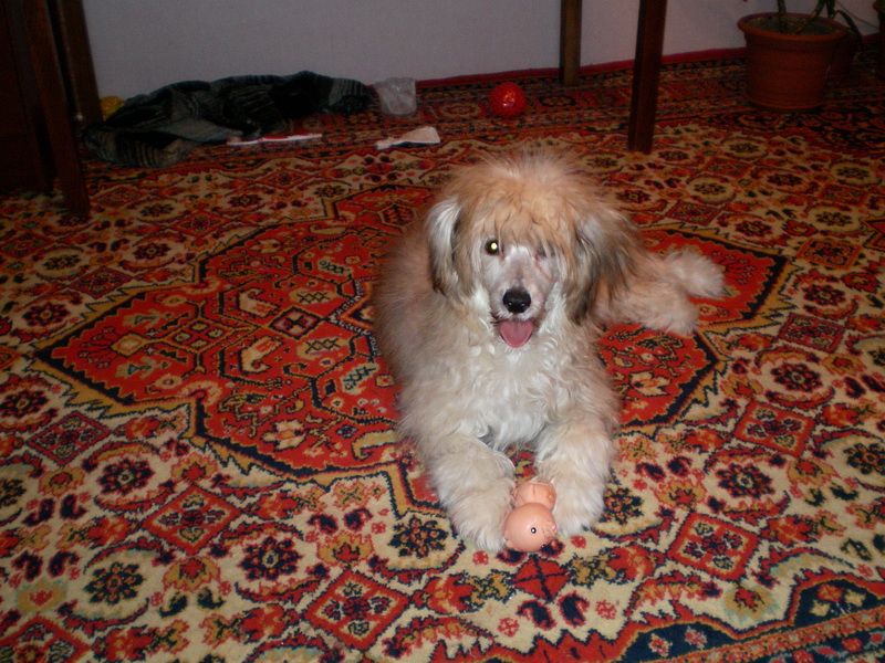 Irgen Gold Afflek Ben