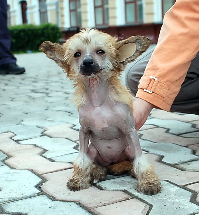 Irgen Gold Zlatovlaska